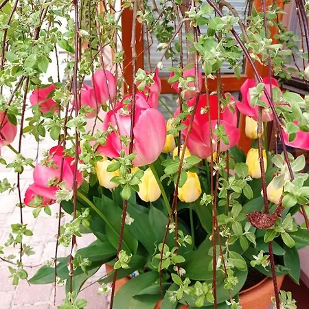 Bauernhof Dom Mili Henrykow Lubanski