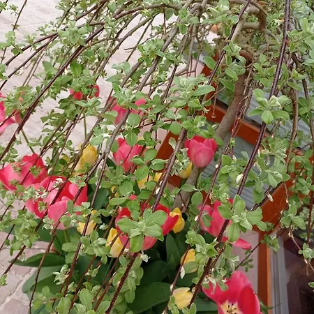 مزرعة للإقامة Dom Mili *