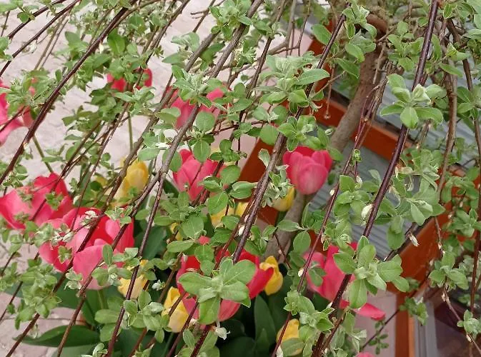 בית חווה Dom Mili *