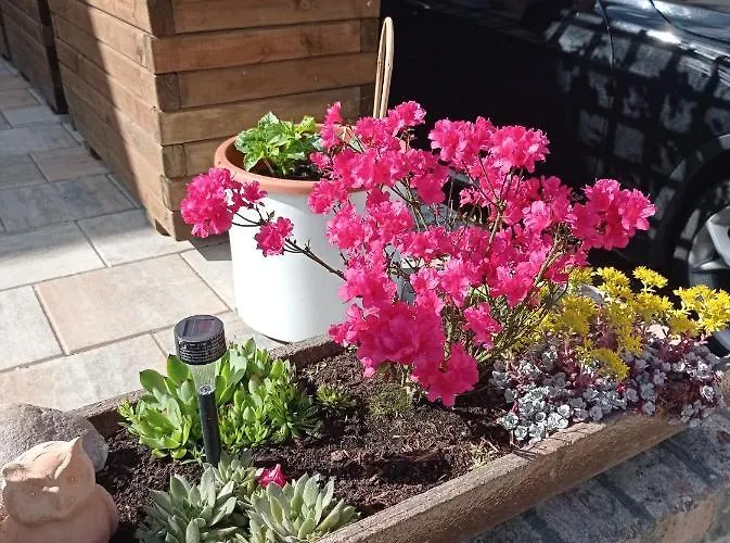 Dom Mili בית חווה *