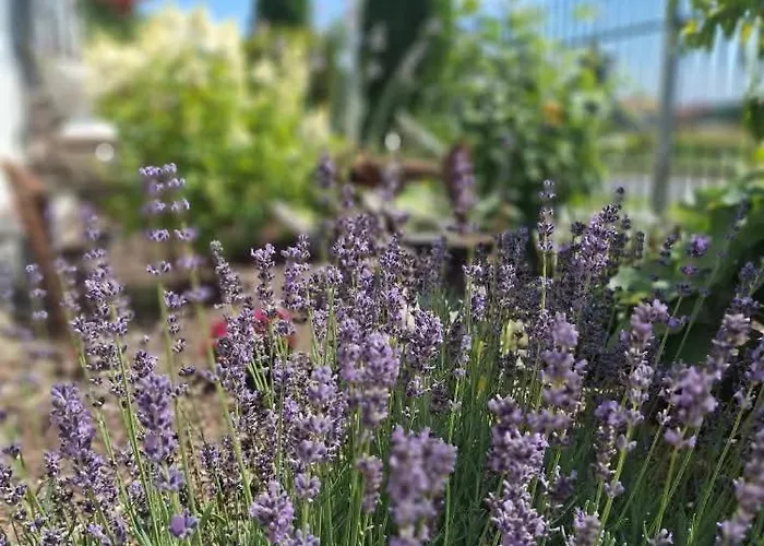 Dom Mili בית חווה Henrykow Lubanski